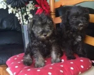 GHJGF 7U76R Miniature Schnauzer puppies