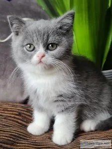 Kittens Scottish StraightFold