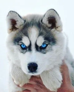 Male and Female Siberian Huskies for adoption