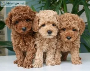 Red Toy Poodle Puppies