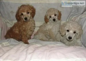 HUREYR GJRTKY Poodle puppies