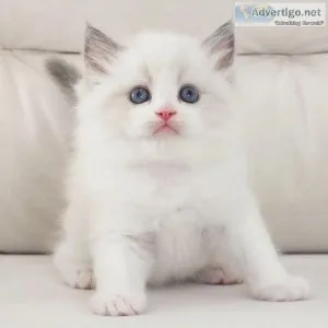 Ragdoll Kittens are ready