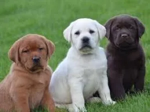 FGHTY HJYTM Labrador Retriever puppies