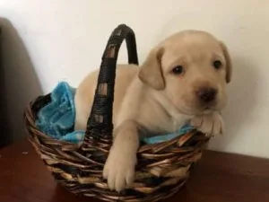 Labrador Retriever Puppies AKC Rergistered