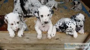 TYHJTY VJHGJ Dalmatian puppies