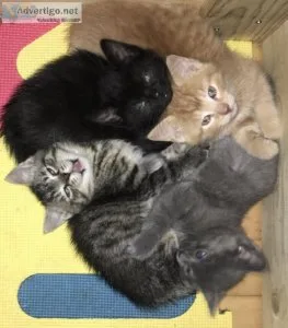 Bengal mix kittens
