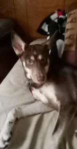 German Sheppard Mix