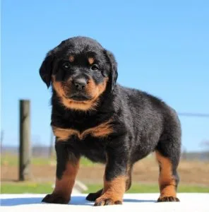 Cute male and female rottweiler puppies for a caring home