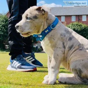 Abkc lilac tri & merle xl bullies