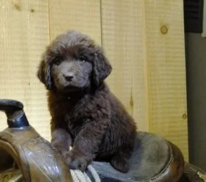 GRWRJ TGRTR Newfoundland puppies