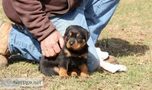Rottweiler puppies available for new home
