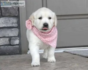 Golden retriever puppies for sale