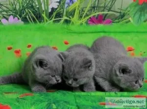 Super active little bundle of British Shorthair Kittens