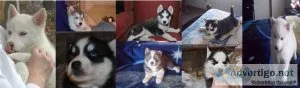 RHRTEV YYTJHT Siberian Husky puppies