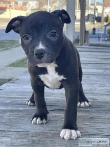 American bully  puppies