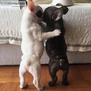 AKC Registered French Bull Dog  Puppy