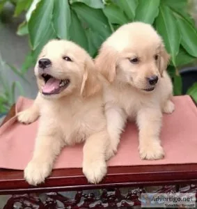 AKC Golden Retriever