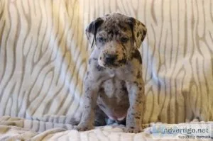 Diamond AKC Female Great Dane