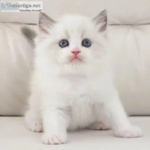 male and female purebred Ragdoll kitten
