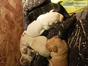 Puppies for sale