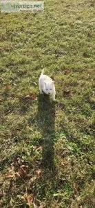 White German Shepherd