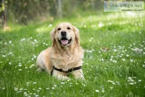 Animal Hospital Norwalk CA- Ashton Animal Hospital