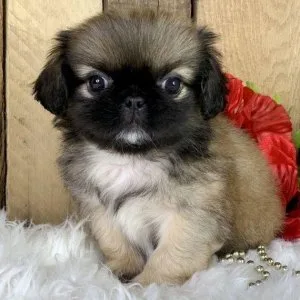 text us at 1(717) x742x5463 Pekingese puppies for sale