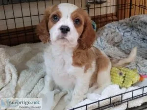 Naturally raised super cuddly Cavalier puppies