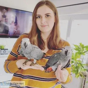 Hand raised african grey parrots for rehoming