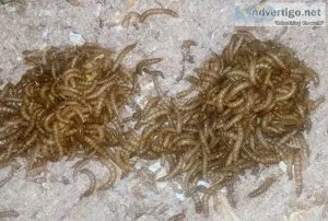 LIVE GUT LOADED MEALWORMS