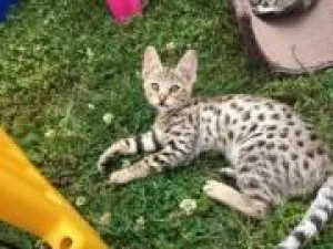Buy British Shorthair Kittens