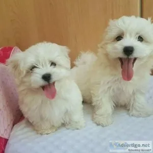 AKC Registered Maltese Puppies Near Me