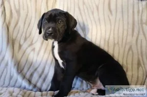 Sparky AKC male Great Dane