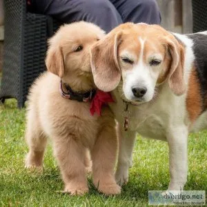 GREENFIELD GOLDENS Puppies