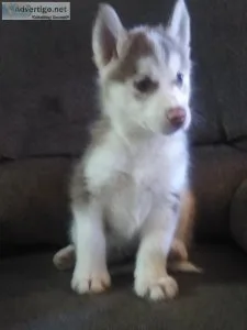 Siberian husky puppies