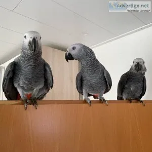 Best african grey parrot breeders in montreal
