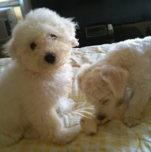DGFNRE HGKHKJ Bichon Frise puppies