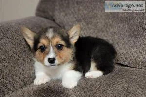  Pembroke welsh corgi ___ ready now