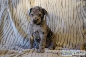 Oreo AKC Female Great Dane