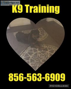 Dog Training All
