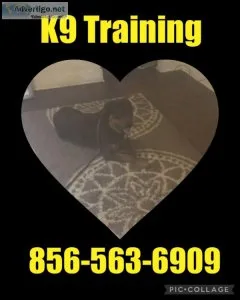 Dog Training All