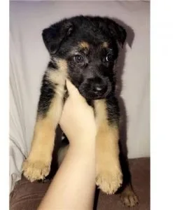 German Shepard Puppies Available for Adoption