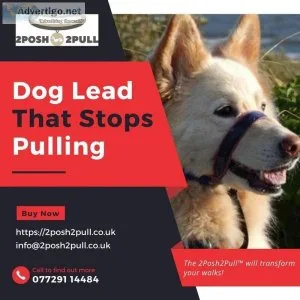 Buy a Dog Lead That Stops Pulling You  2Posh2Pull