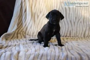 Cocoa AKC Female Great Dane