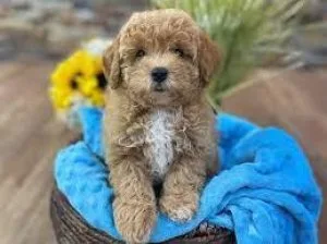 TOY BICHONPOO&hellip&he llip.BICHON X TOY POODLE
