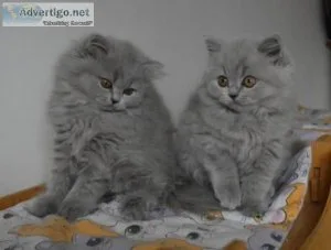 British shorthair and longhair kittens 17193458293