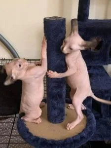 Sphynx Kittens Available 17193458293