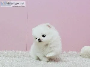 Beautiful Pomeranian puppies txt (717) 742-5463