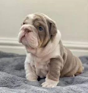 Beautiful English Bulldog puppies txt (717) x742-x5463