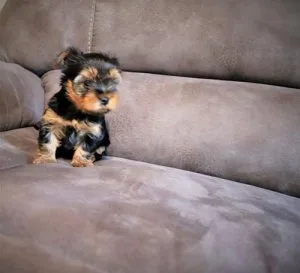 CKC Male Yorkshire Terrier Puppy
